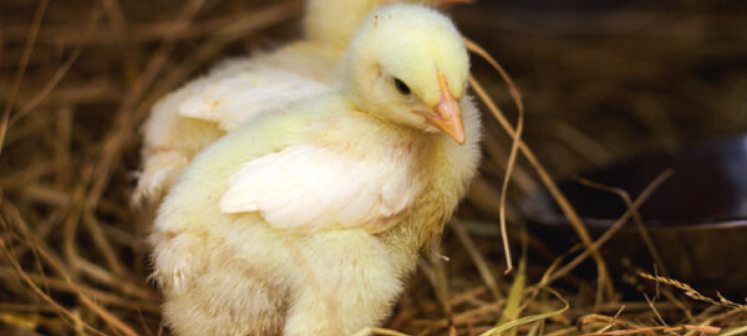 Baby Chicks