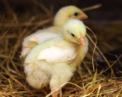 Baby Meat Chicks