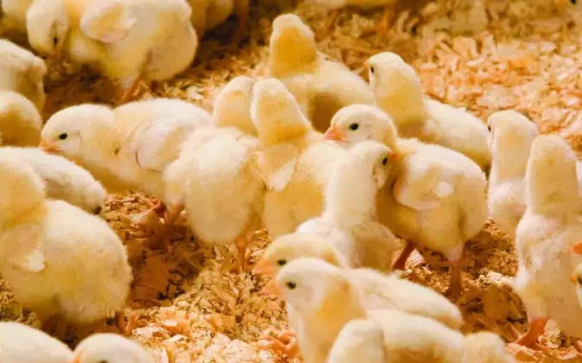 day-old-cornish-cross-chicks
